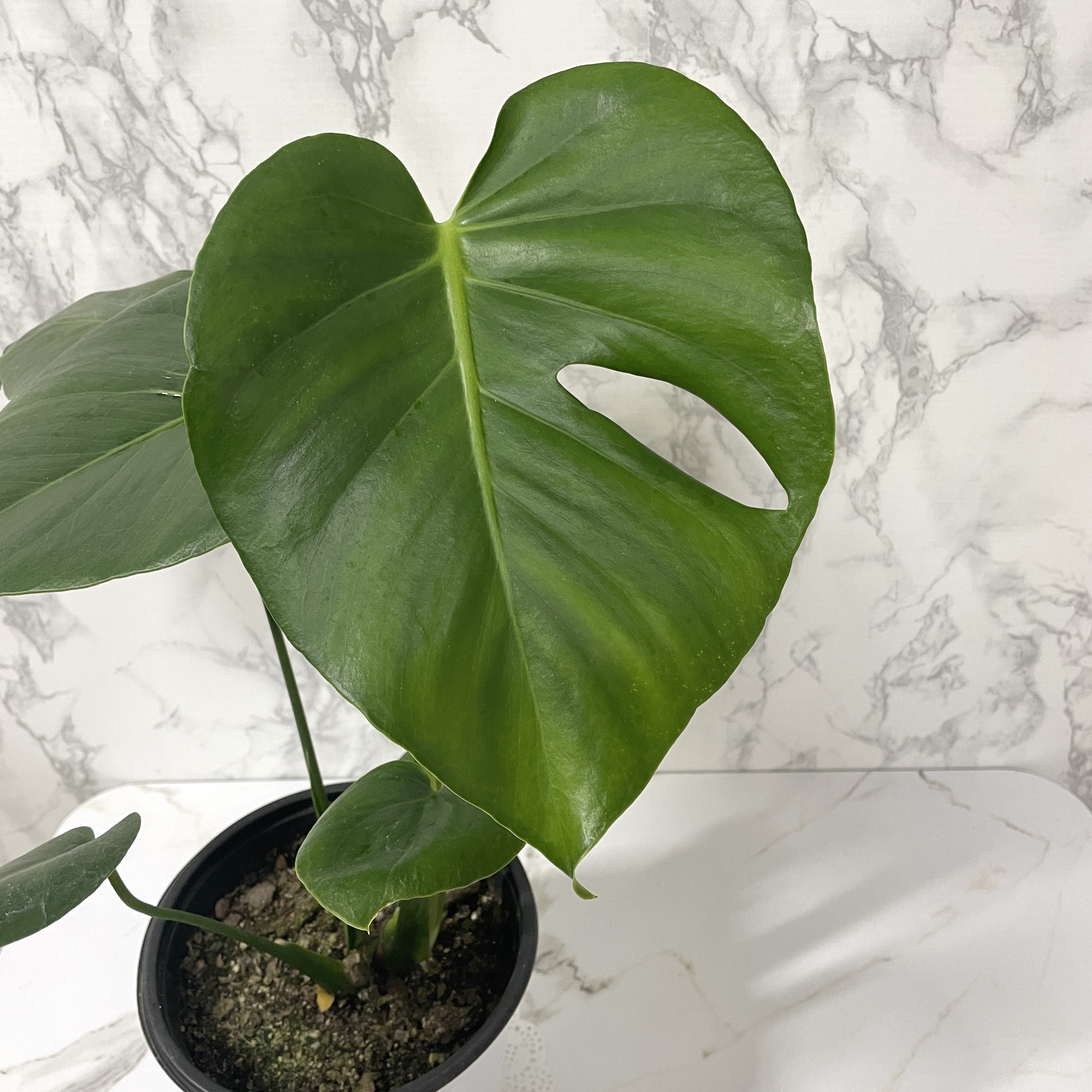 몬스테라 키우기 물주기 수경재배 분갈이 가지치기