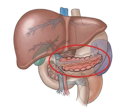 췌장-췌장 주변 장기들