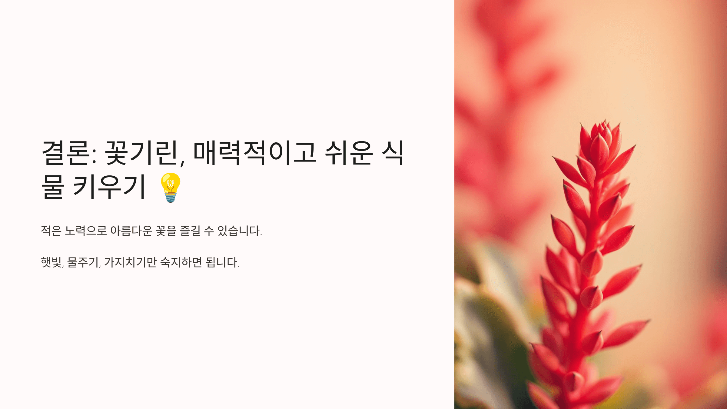 꽃기린 사진입니다.