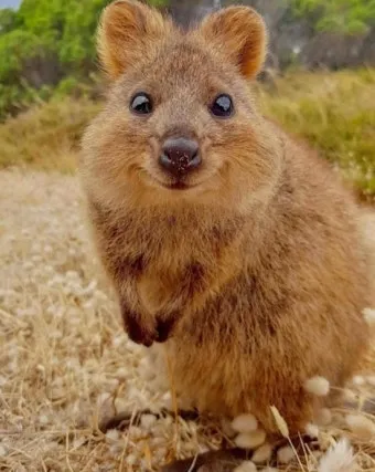 쿼카 웃는 동물 행복한 동물 특징 성격_6