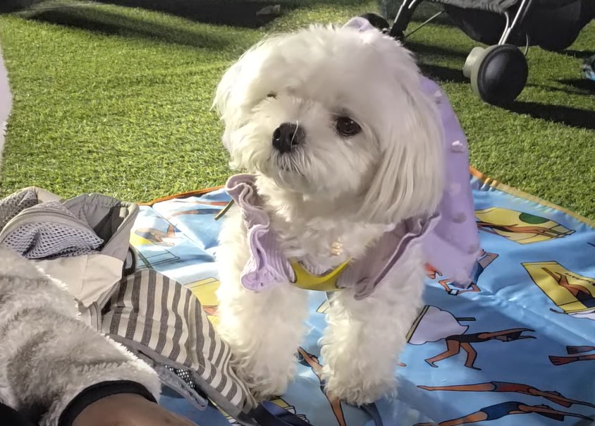 여의도 벚꽃 라떼와 밤산책