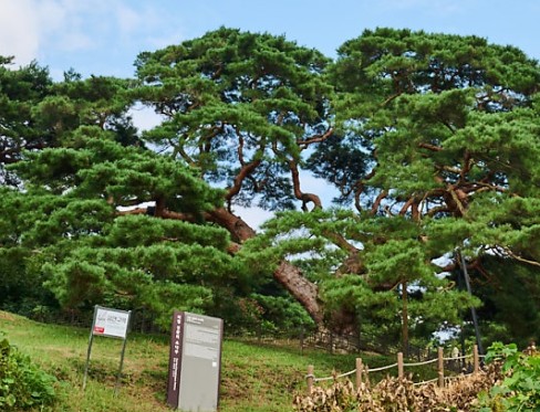 경남 여행지 추천 ❘ 의령 가볼만한 곳 베스트 10. 성황리 소나무