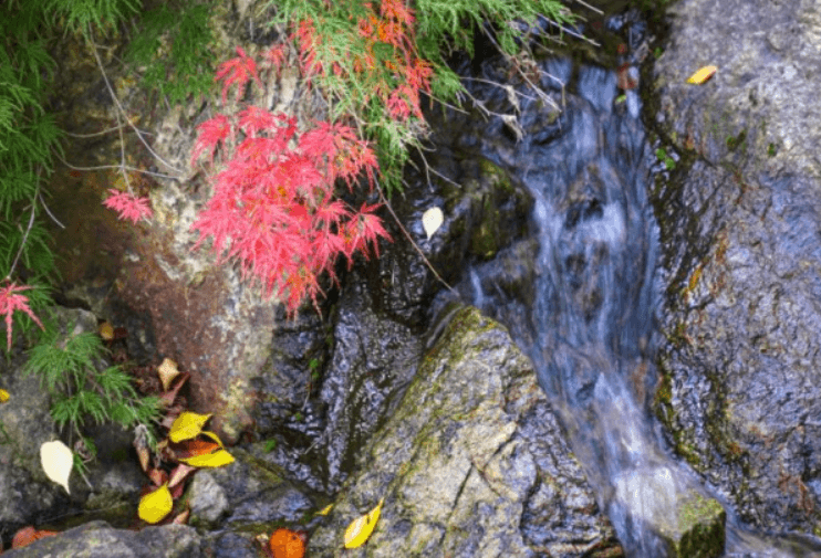 단풍축제 화담숲