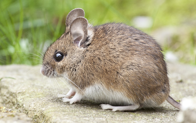 2023년 쥐띠 운세