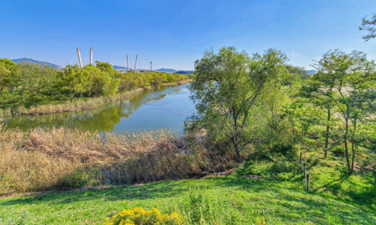 드림파크 국화축제