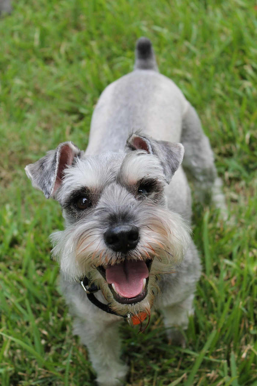 미니어처 슈나우저(Miniature Schnauzer)2
