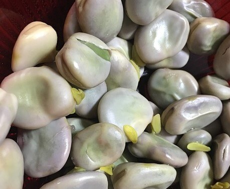 파바빈3