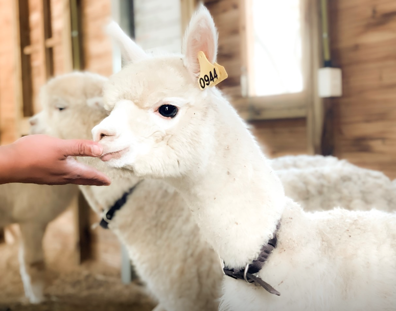 대관령 순수양떼목장