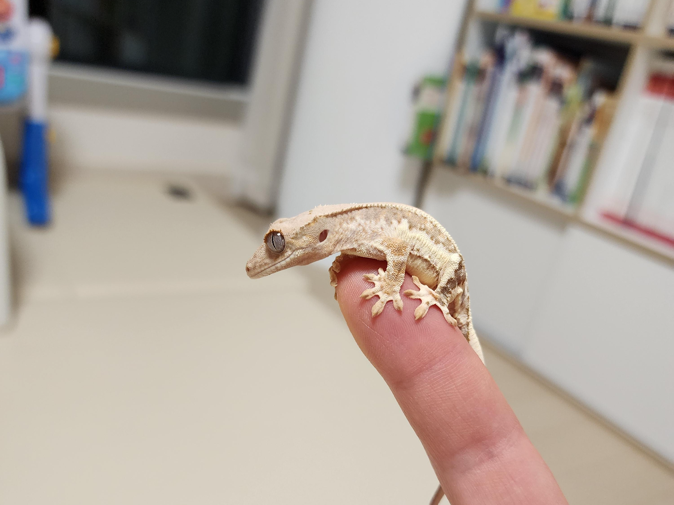 손가락-위에-귀여운-크레스티드-게코-도마뱀