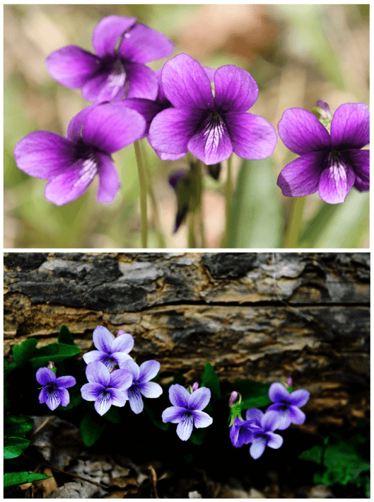 제비꽃-아이리스