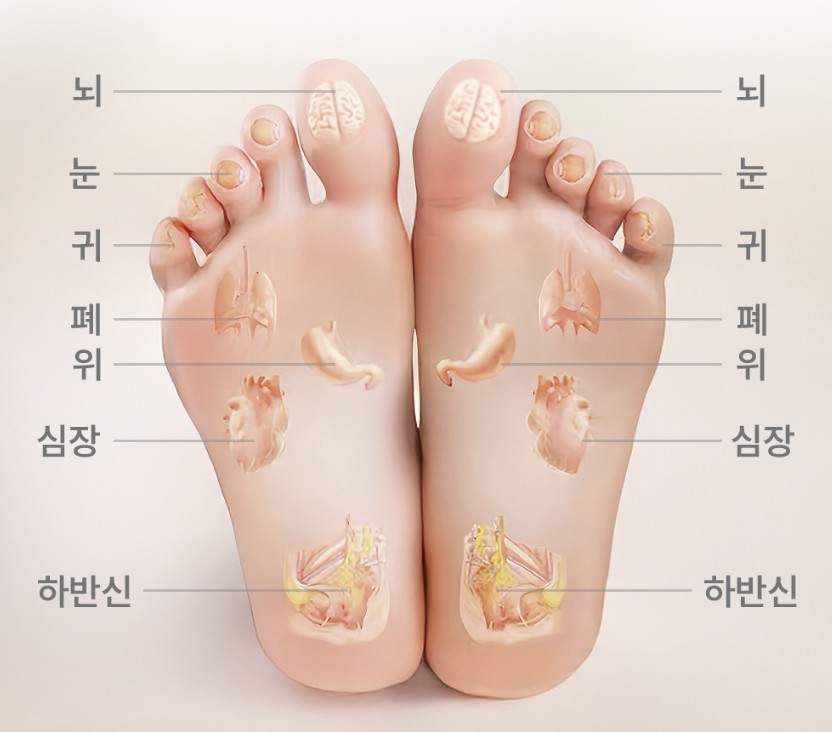 양발의-지압-부분과-신체와-연관되는-부분을-나타내고-있습니다.