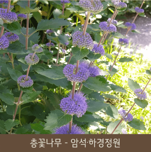 2025년 화담숲 예약