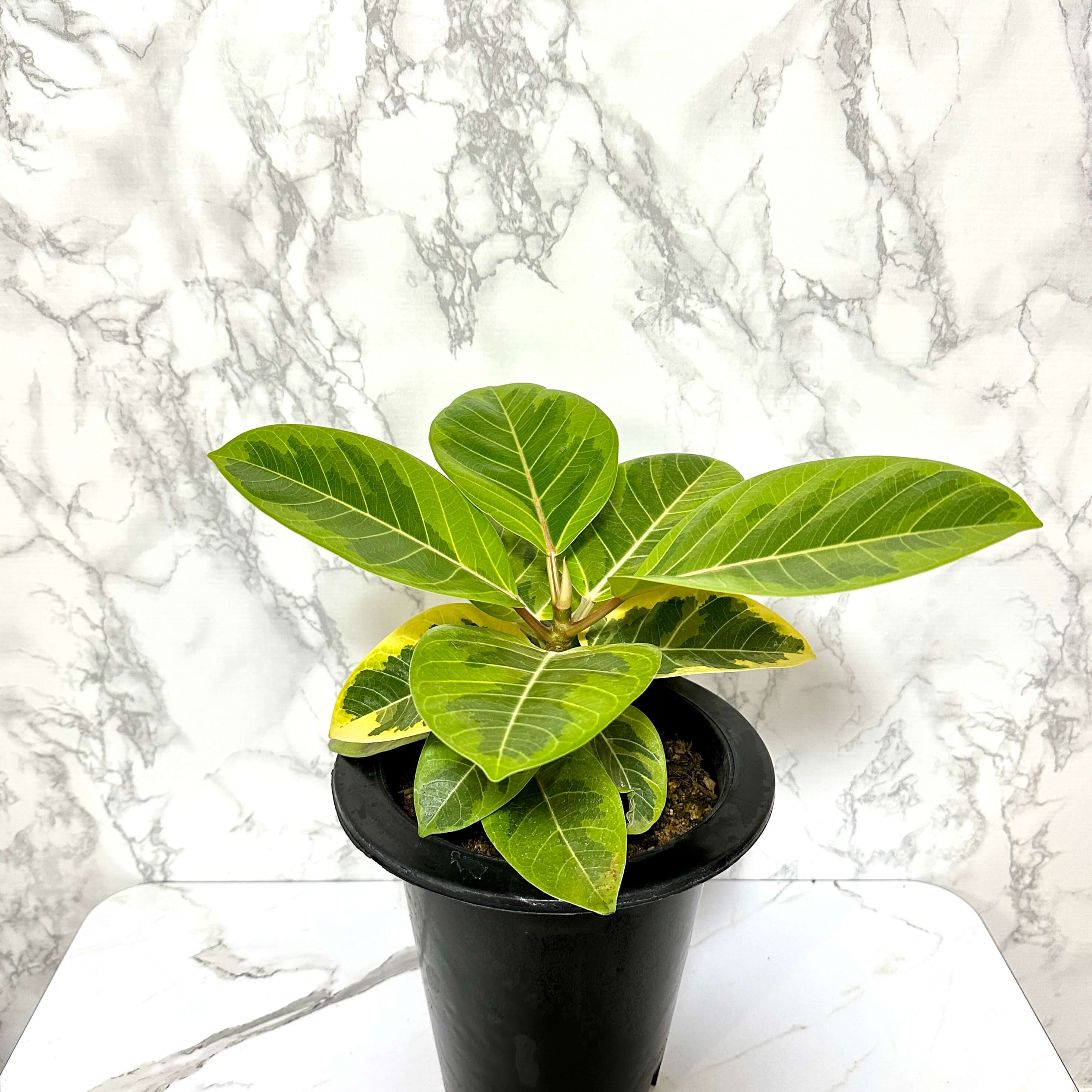 뱅갈 고무나무 실내에서 키우는 법