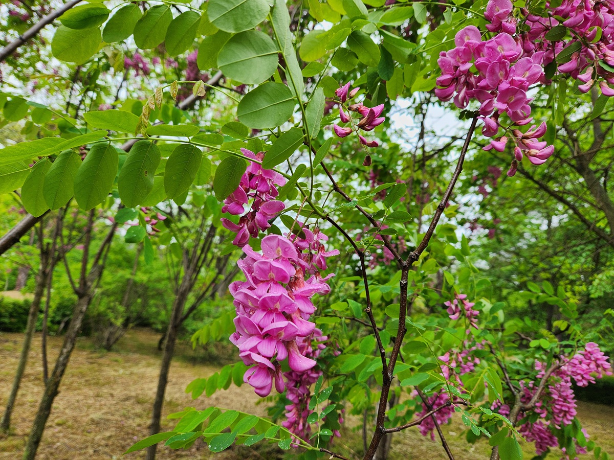 붉은아까시나무