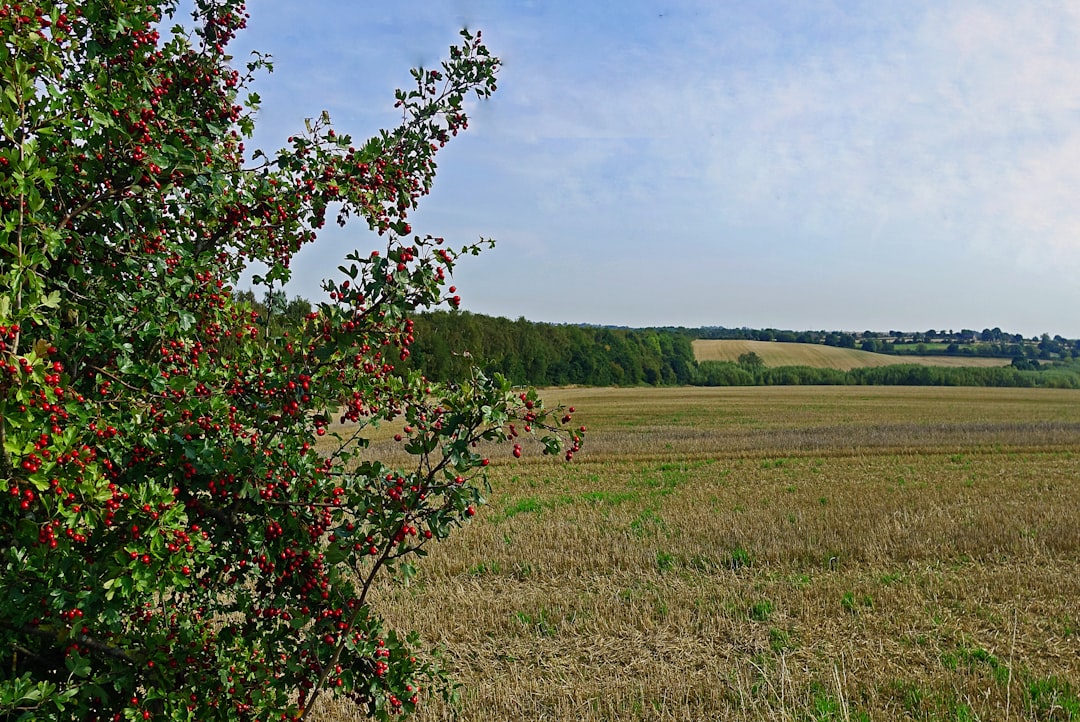 Hawthorn