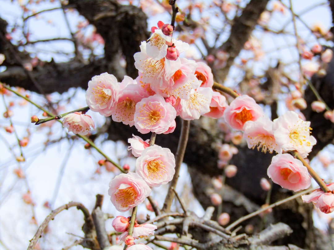 Plum blossom