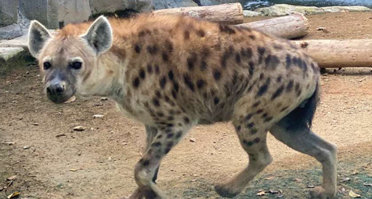 대구 네이처파크 야외동물원