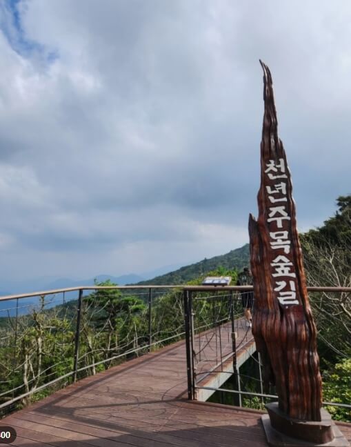 천년주목숲길