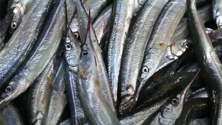 신선한-선어-학꽁치