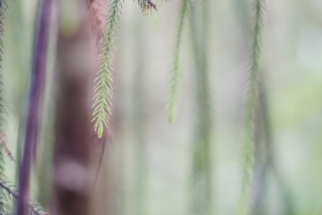 'Growth'