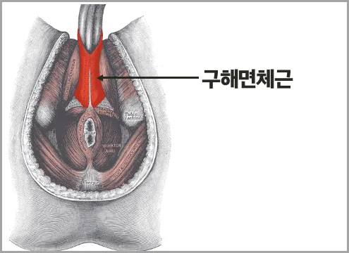 구해면체근