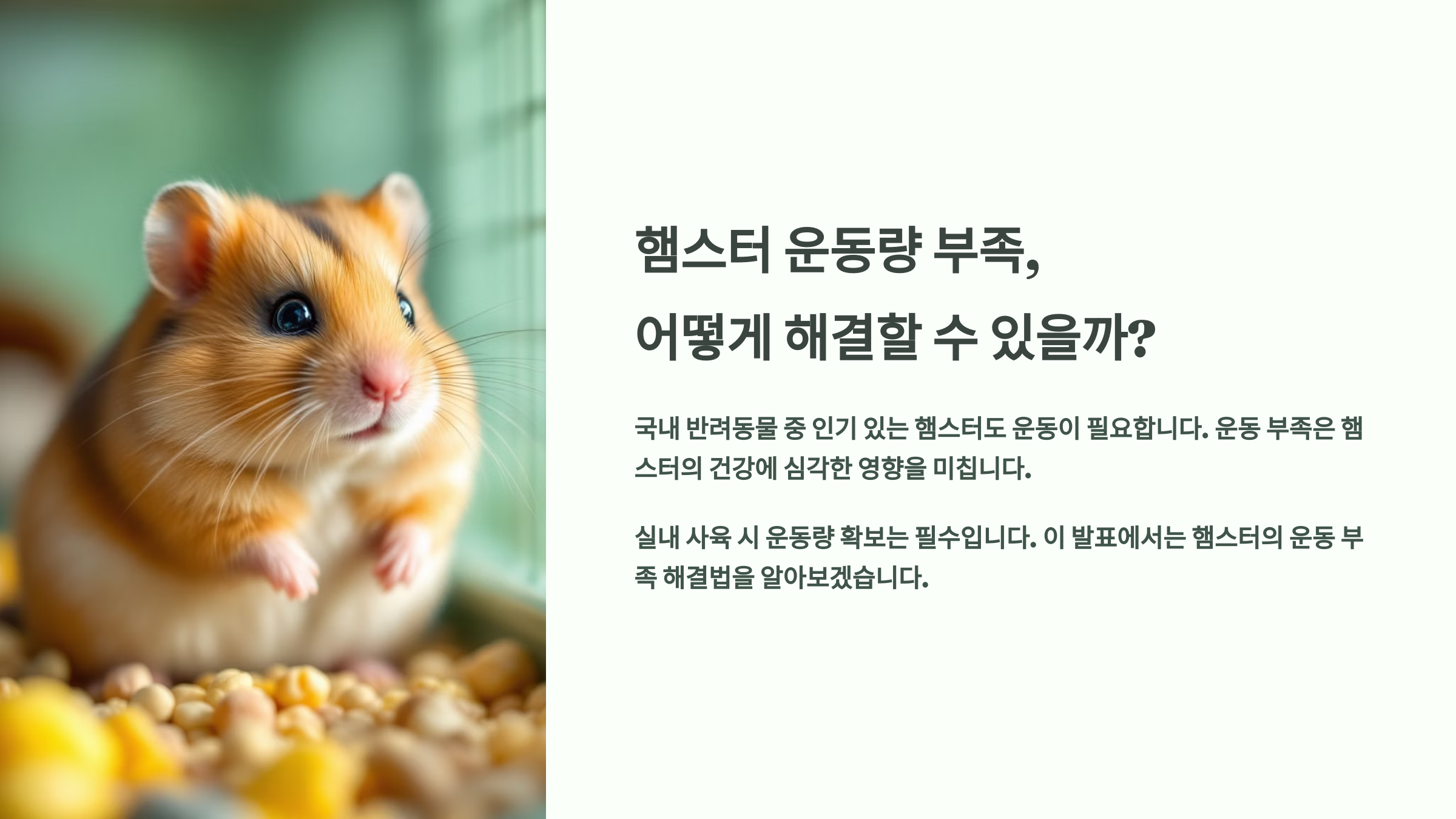 햄스터 운동량 부족, 어떻게 해결할 수 있을까?