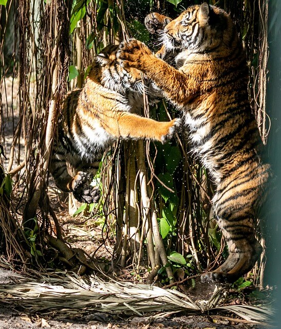 2024년 신년운세 호랑이띠,범띠 2월 멀리보자~