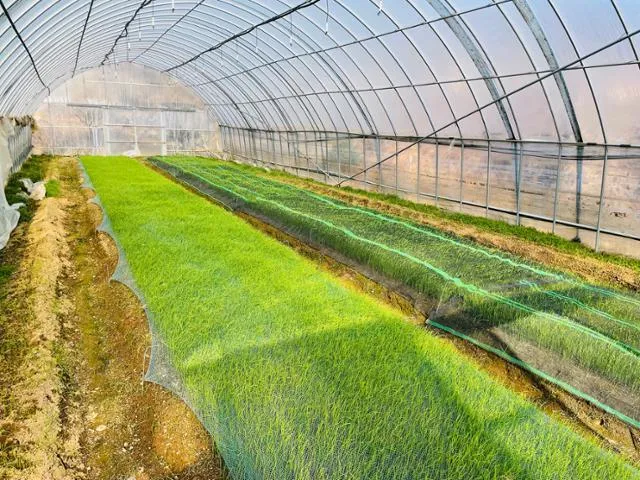 달래 재배 분구 나누기 화분 키우기 향 유지_2