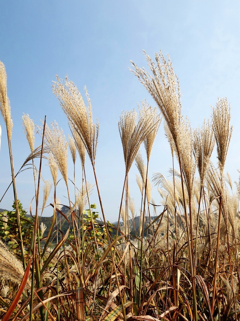 경기도 남양주 마음정원 억새