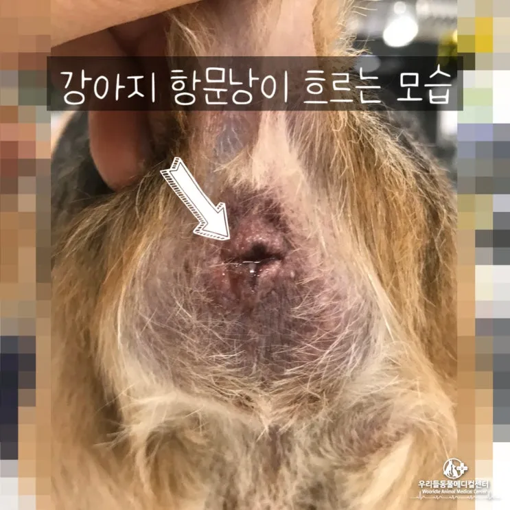 강아지 항문낭 안전하게 짜는 방법과 관리 요령_7