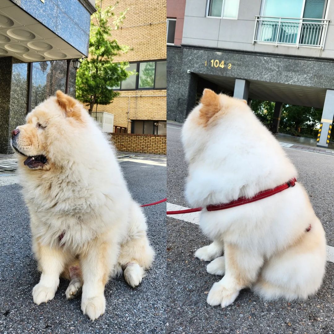 생생정보 반려견 출장목욕, 위탁목욕, 위생미용, 엉킴털, 죽은털, 이중모, 사해머드팩케어, 입질 소개 방송