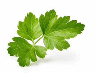 입냄새 제거에 좋은 파슬리