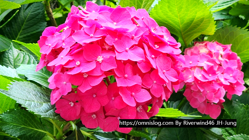 수국 水菊 hydrangea flower