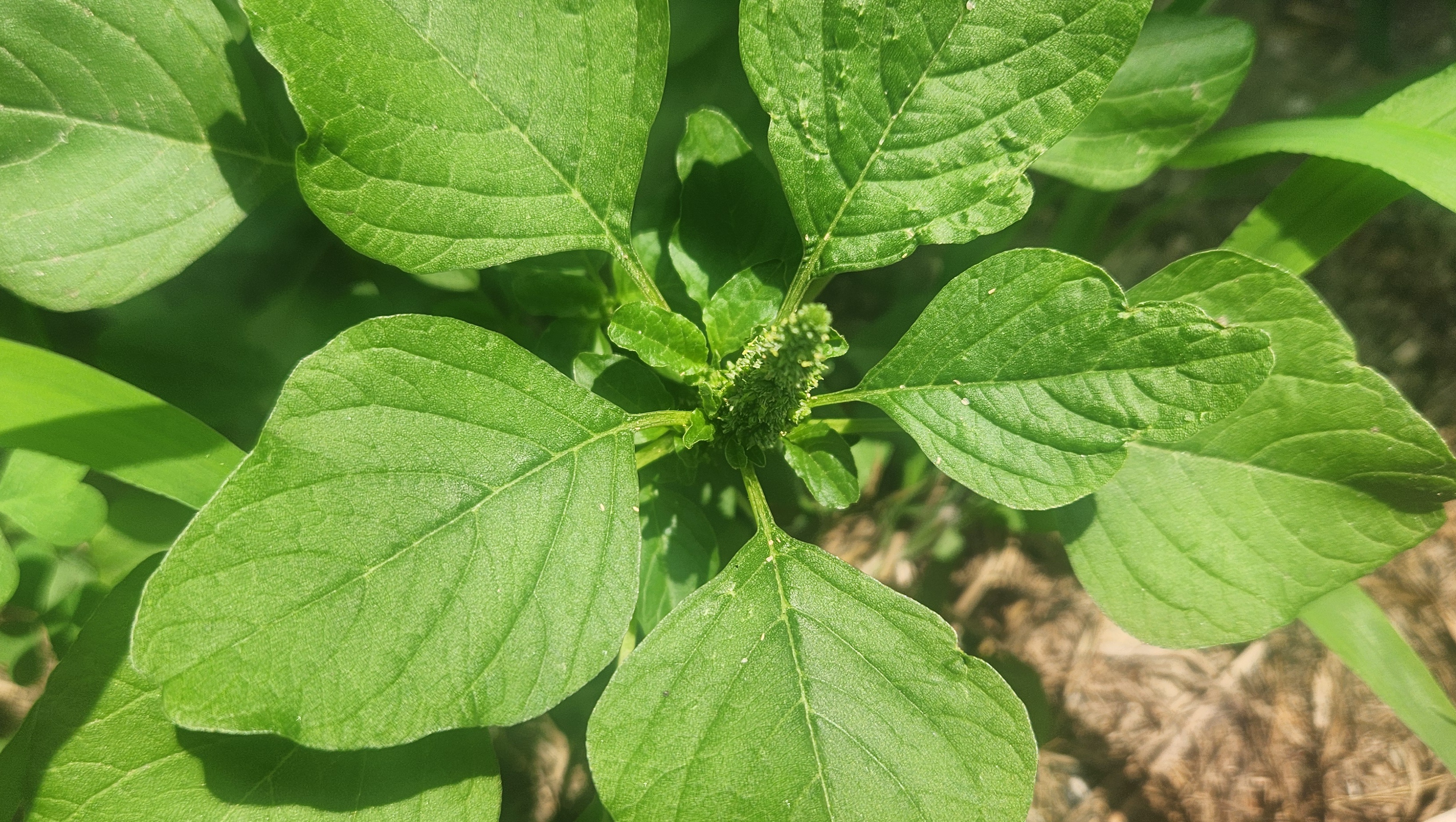 햇빛 아래 초록 잎 사이로 조밀하게 맺힌 비름꽃봉오리