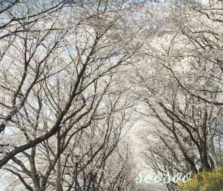 벚꽃축제&amp;#44;벚꽃길/ 벗꽃터널 4월 커플드라이브코스 추천