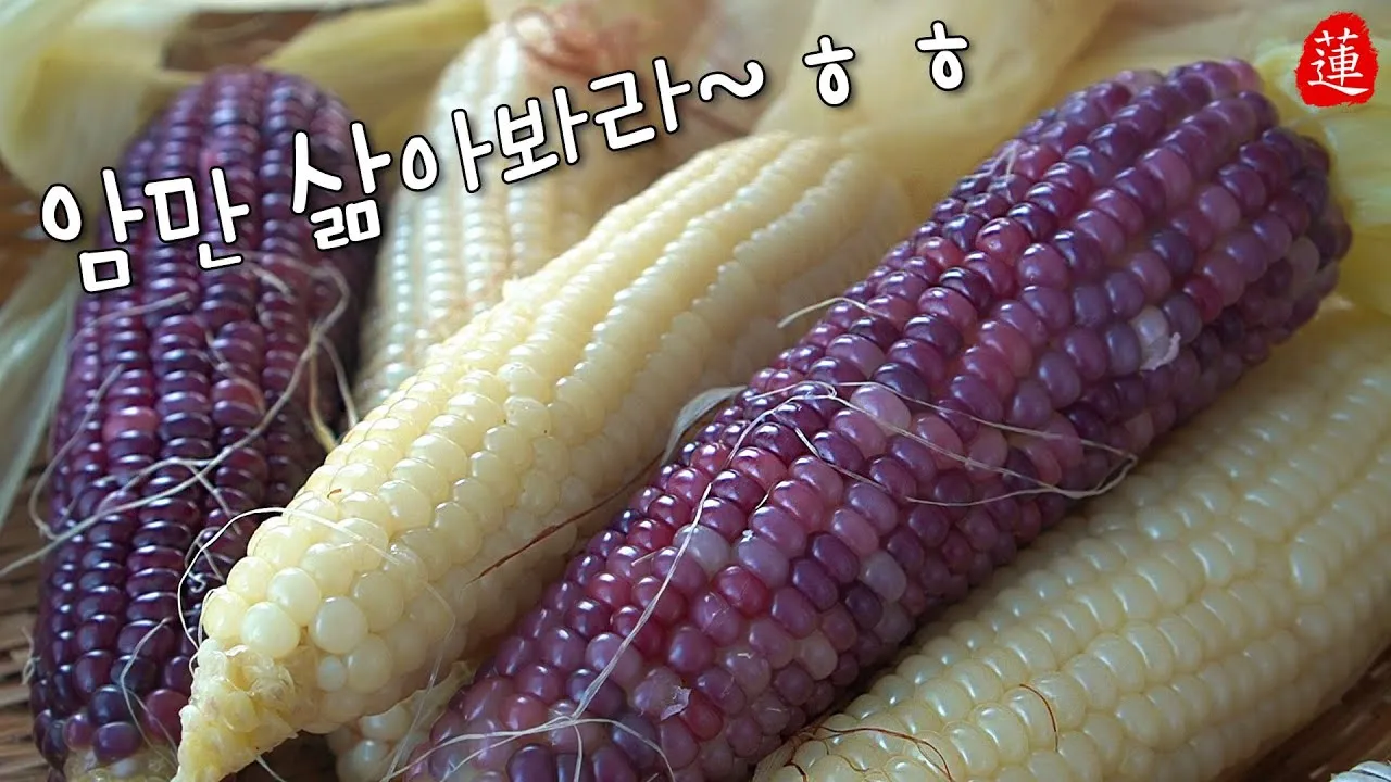 옥수수 삶는 방법과 맛있게 하는 팁_8