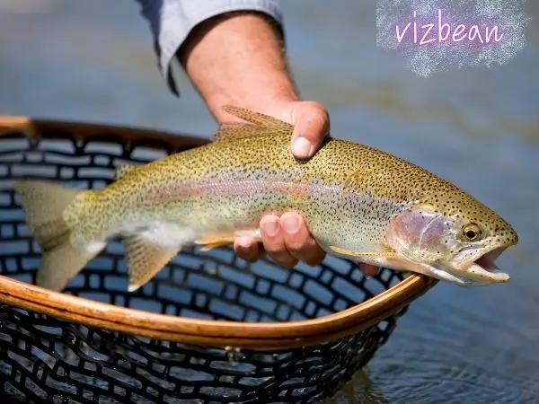 평창 송어액젓의 발견