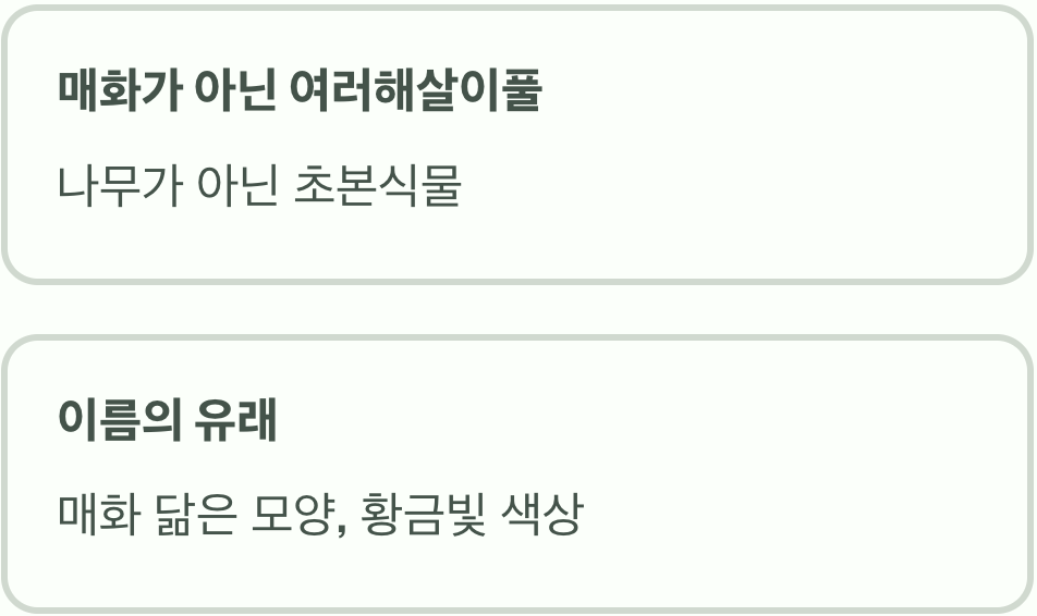 이름에 담긴 오해&amp;#44; &amp;#39;금빛 매화&amp;#39;가 아니다