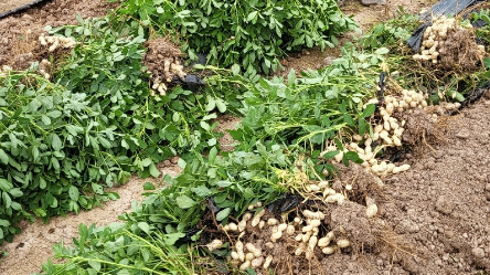 경남 창녕 햇땅콩 택배 주문 방법