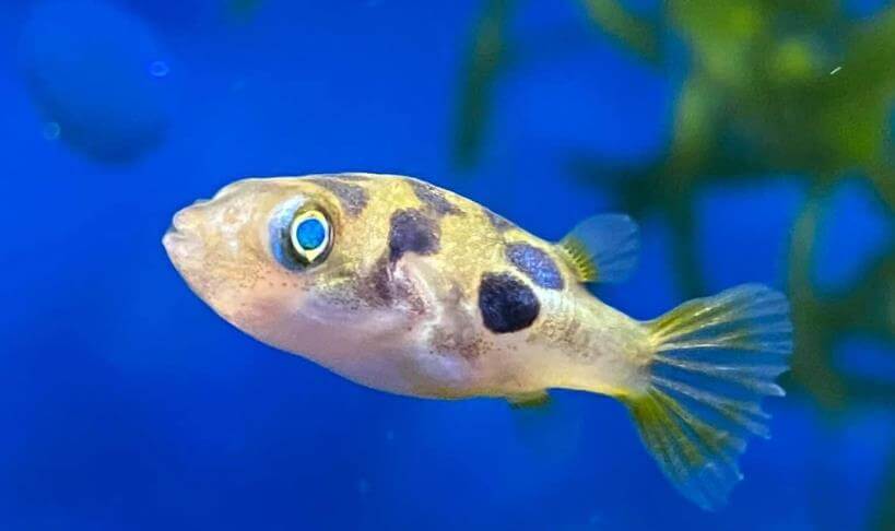 담수 복어 , 피그미복어. 작고 귀여운 외모로 인기가 많다