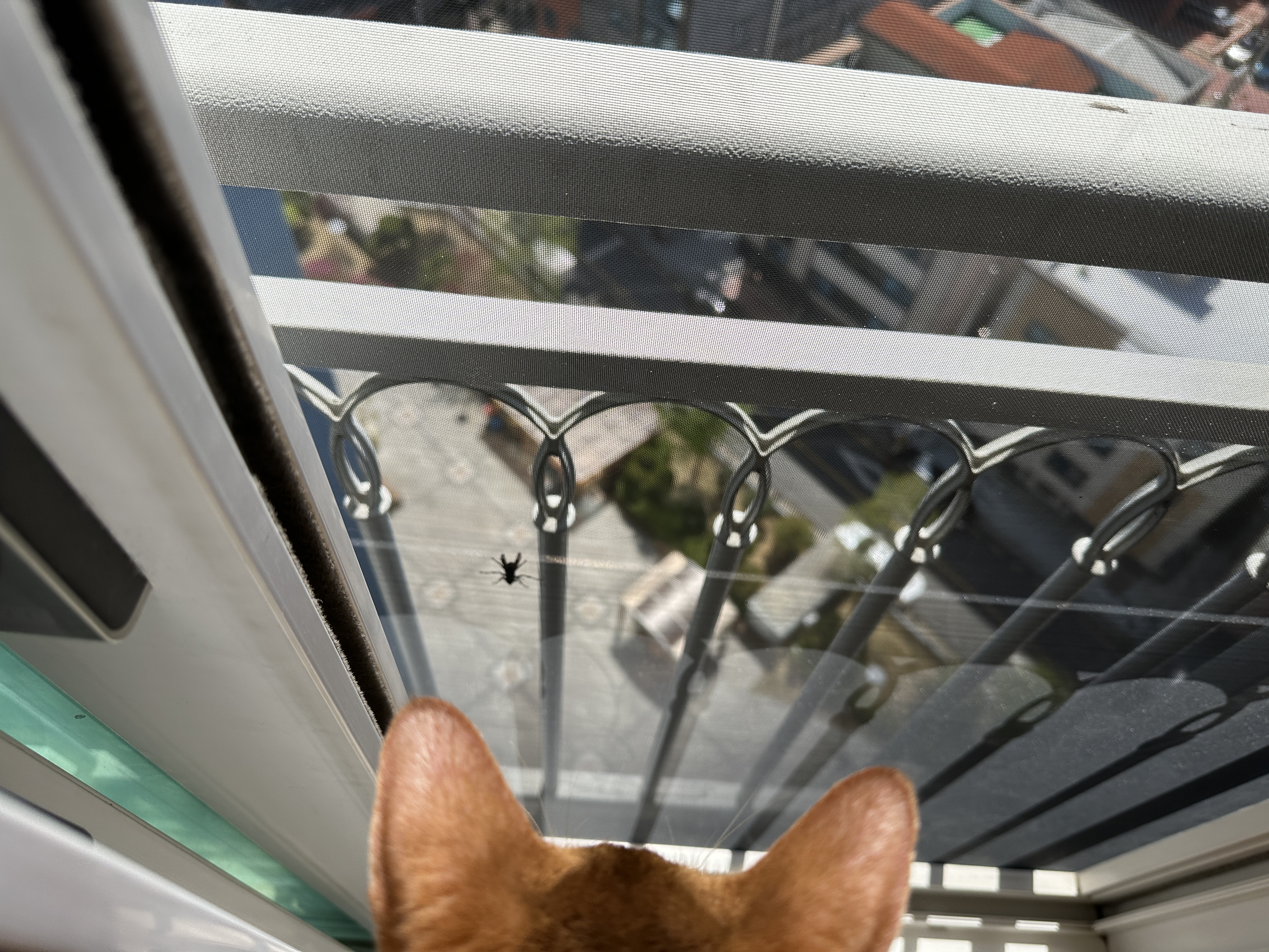 고양이들이 창밖에 벌을 발견했을때 (feat. 루나와 호야의 반응)