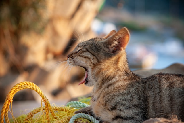 8월8일 세계 고양이의 날 뜻·배경·행사·선물·기부