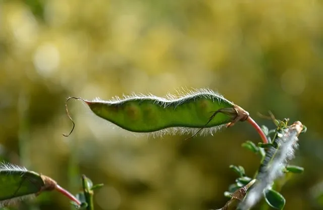 홍화씨 효능 영양성분 홍화씨유 먹는법_9
