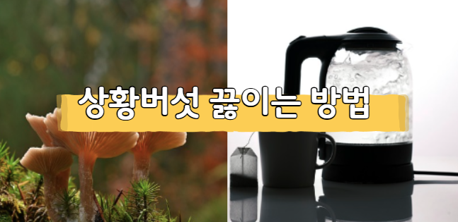 상황버섯 끓이는 방법 (효능 및 부작용, 하루권장량) 정리