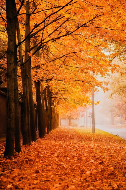  신나는 트로트 여자가수 인기순위 TOP5 (2025년 최신)