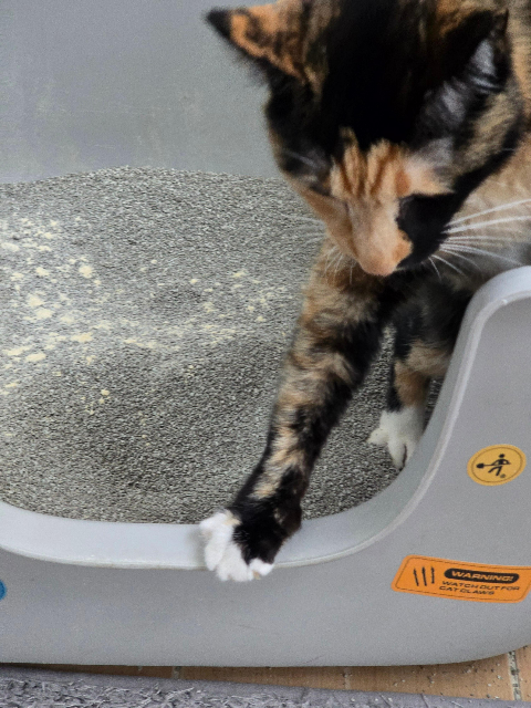 베스트 프라이스 벤토나이트 무향5