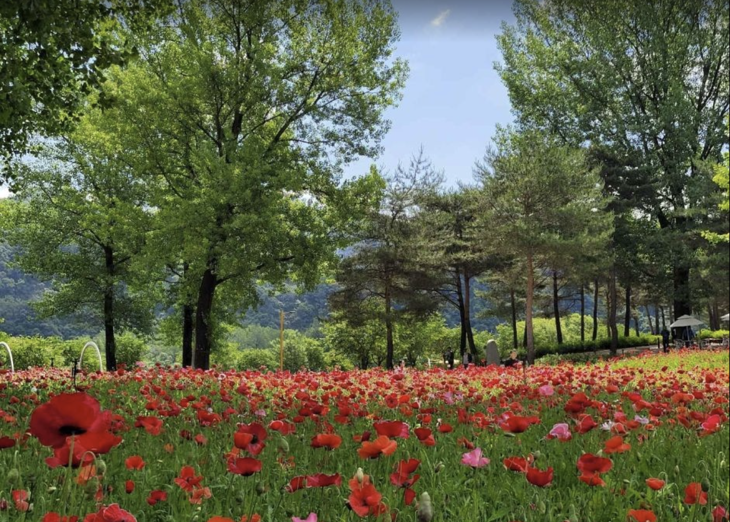 Colorful Garden 자라섬 꽃 페스타