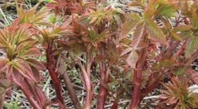 눈개승마 이미지