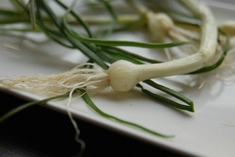 달래 효능 부작용