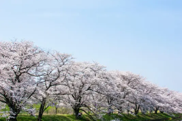 2025년 서울 벚꽃 명소 추천 (여의도 제외) 